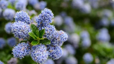 Amerikaanse sering is een prachtige, groenblijvende struik.