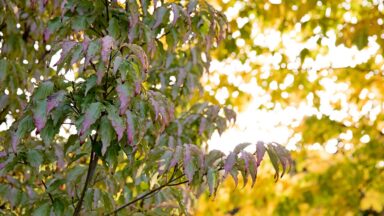 Cornus kousa Autumn Rose