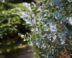 Eucalyptus snoeien wanneer en hoe