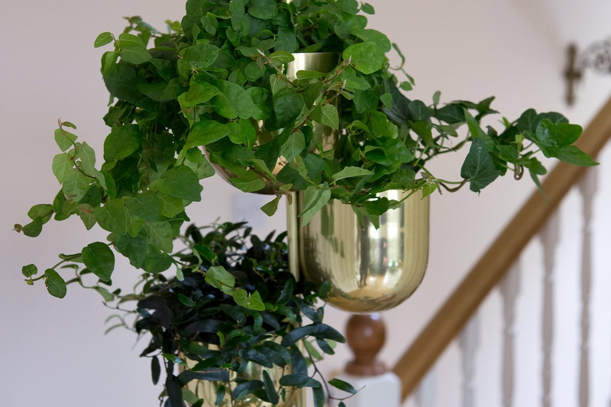 Ficus pumila en Ficus 'Anouk' in hangende potten.