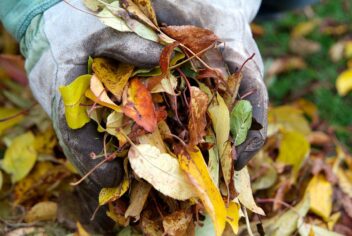 Gevallen blad oprapen