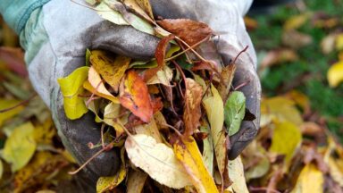 Gevallen blad oprapen