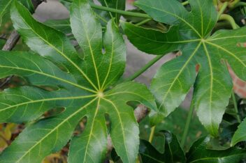 Groot groen blad met vingerachtige deelbladeren.
