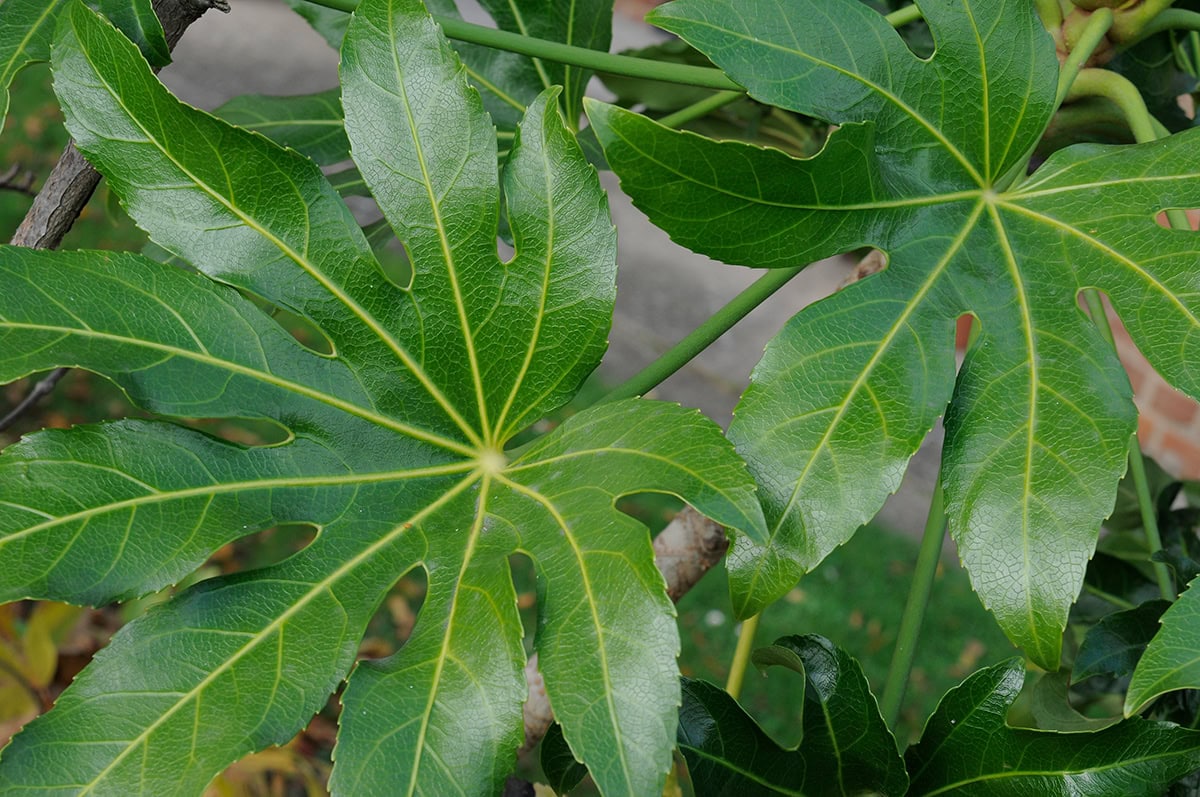 Groot groen blad met vingerachtige deelbladeren.