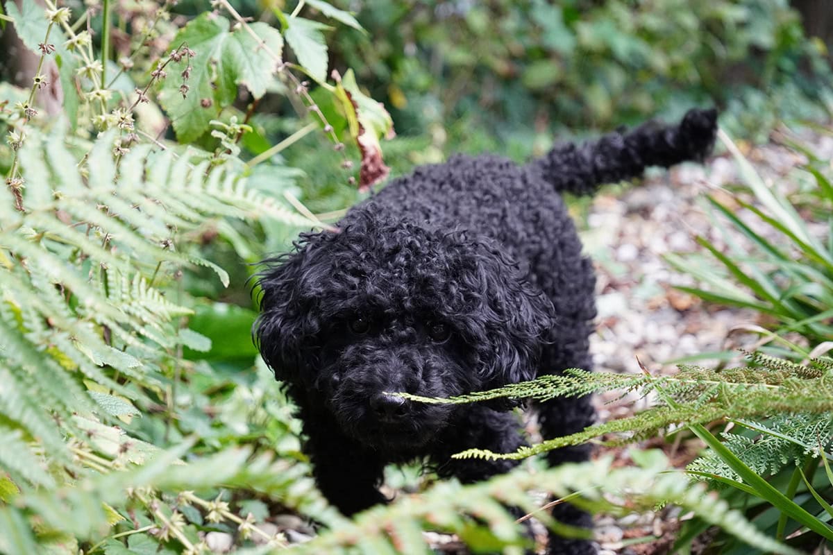 Zwarte krullende hond in de tuin
