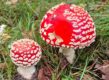 Rode paddenstoel met witte stippen. Vliegenzwam amanita muscaria