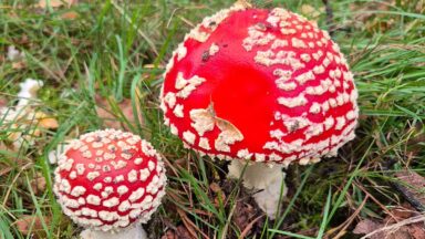 Rode paddenstoel met witte stippen. Vliegenzwam amanita muscaria