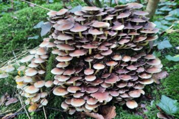 Afbeelding voor Paddenstoelen in de tuin: gevaarlijk, of laten staan?