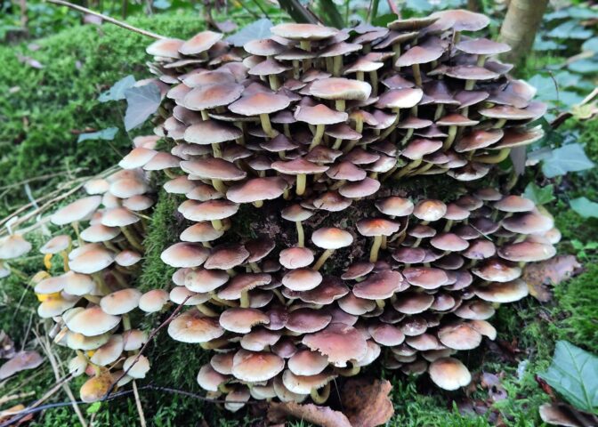 Cover voor Paddenstoelen in de tuin: gevaarlijk, of laten staan?