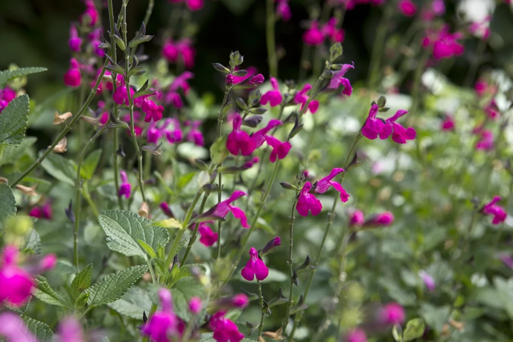 Salie microphylla snoeien wanneer en hoe