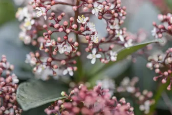 Skimmia met zachtroze bloemetjes