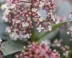 Skimmia met zachtroze bloemetjes