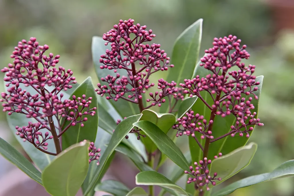 Skimmia snoeien