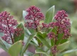 Skimmia snoeien