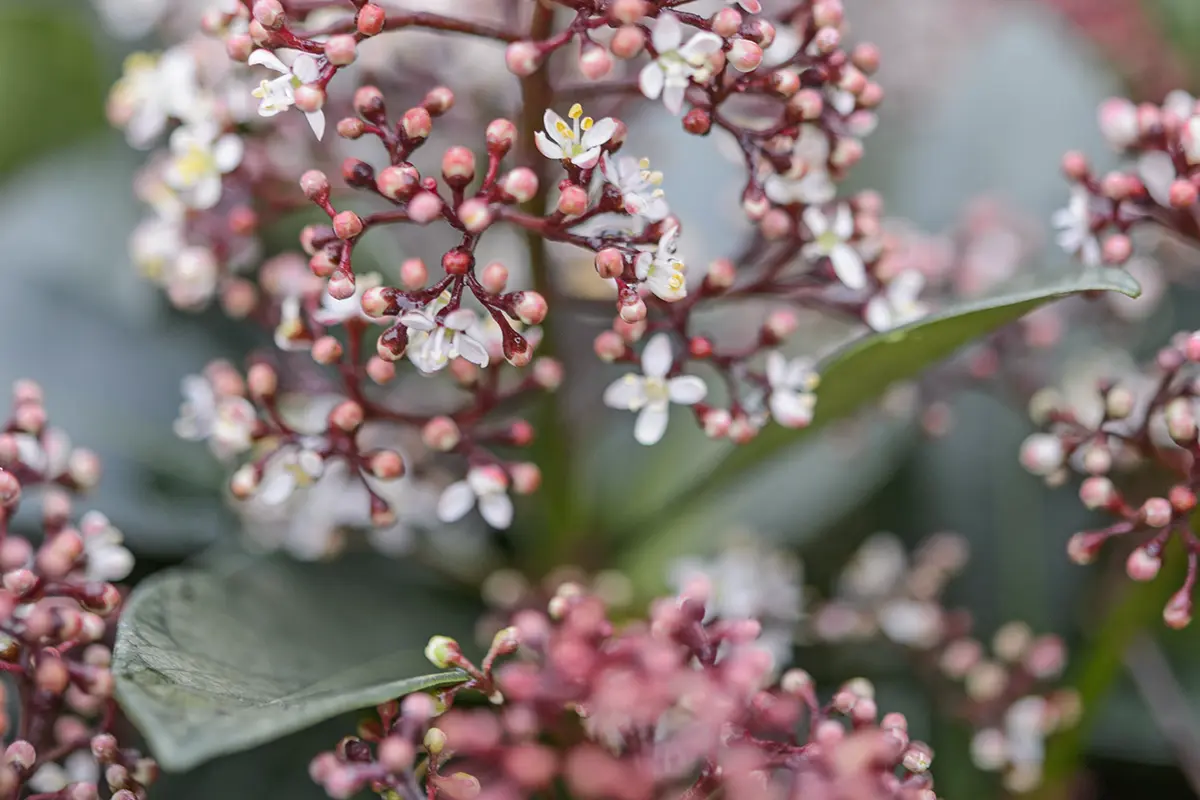 Skimmia met zachtroze bloemetjes