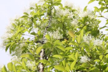 Witte bloemen aan de sneeuwvlokkenboom.