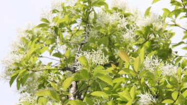 Witte bloemen aan de sneeuwvlokkenboom.