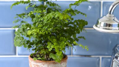 Venushaar in een terracotta pot in een badkamer met blauwe tegels.