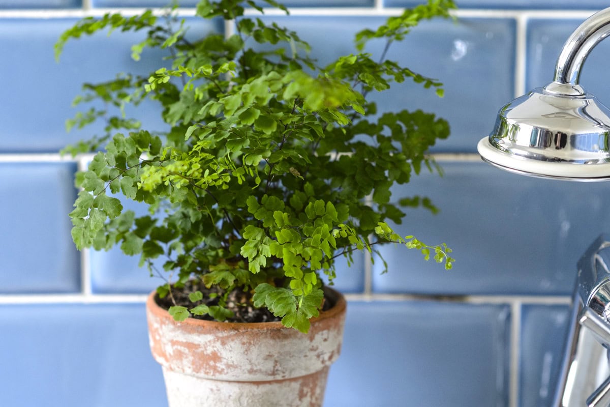 Venushaar in een terracotta pot in een badkamer met blauwe tegels.