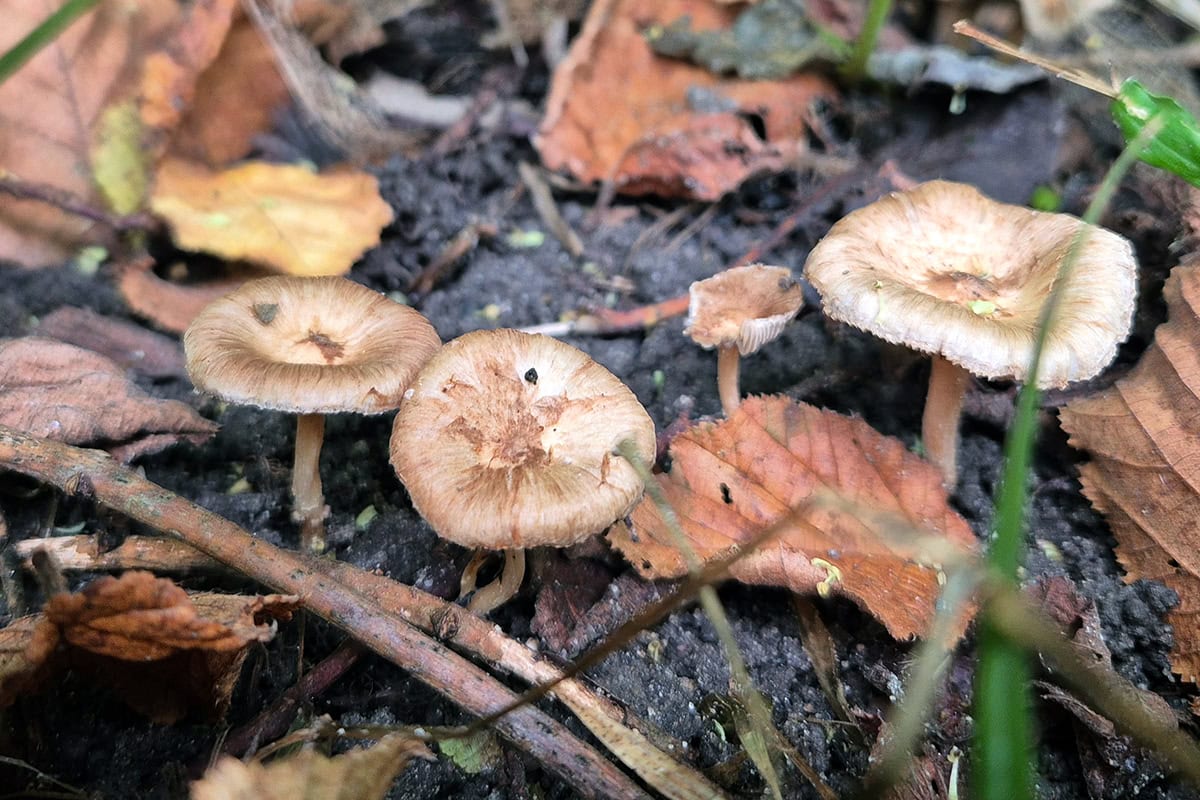 Bruine paddenstoelen tussen bladeren.