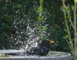 Merel spettert in het water van een vogelbad in de tuin.