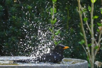 Merel spettert in het water van een vogelbad in de tuin.