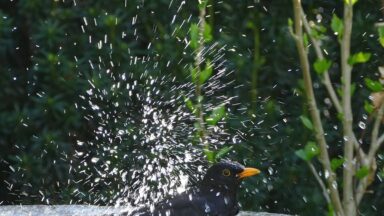 Merel spettert in het water van een vogelbad in de tuin.