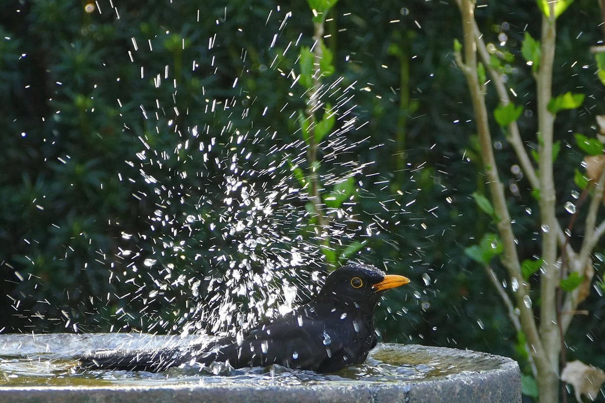 Merel spettert in het water van een vogelbad in de tuin.