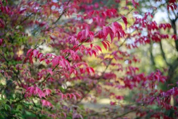 Dit zijn tips voor je tuin bij een warme herfst.