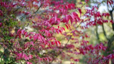 Dit zijn tips voor je tuin bij een warme herfst.