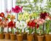 Hippeastrum amaryllis