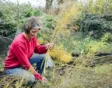 Snoei asperge tot op de grond wanneer de stengels geel zijn geworden.