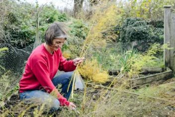 Snoei asperge tot op de grond wanneer de stengels geel zijn geworden.