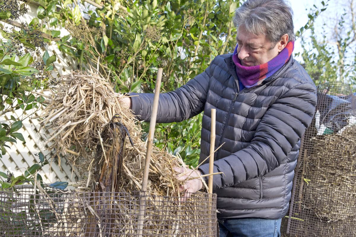 Alan beschermt een bananenplant met stro en kippengaas.
