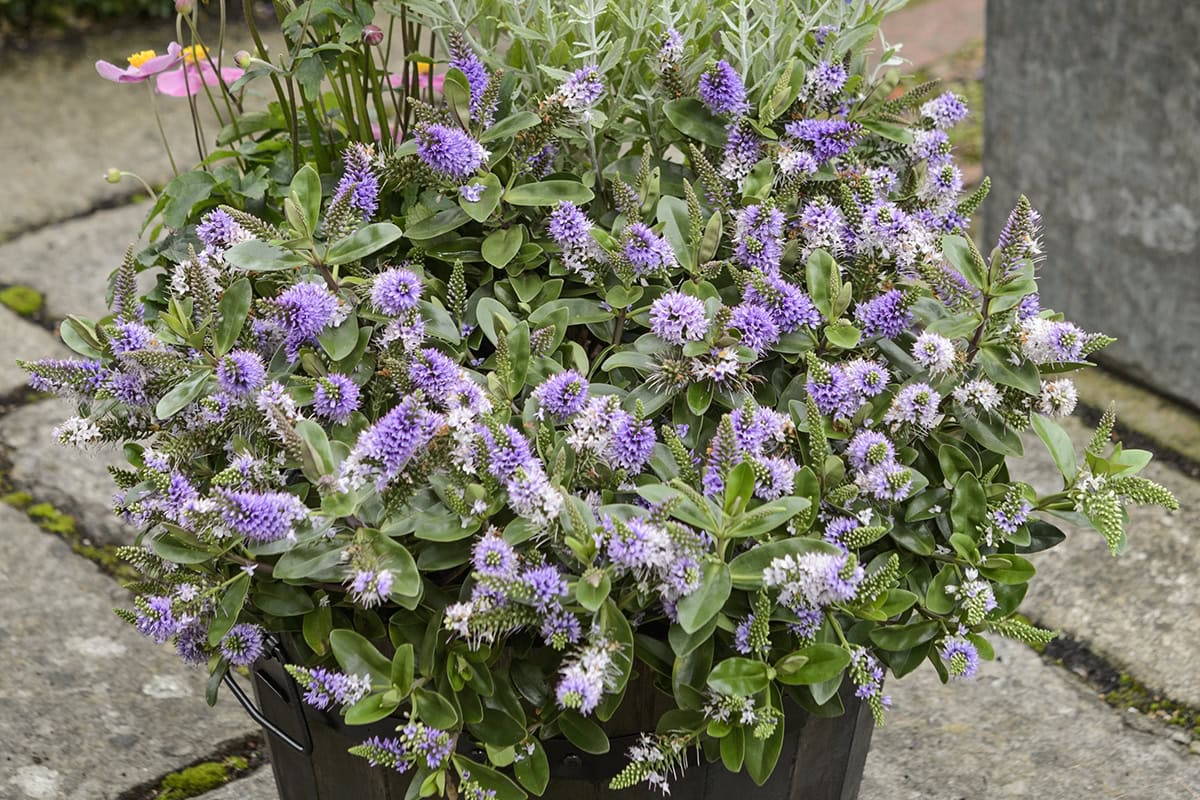Hebe addenda, paars bloemen in een pot.