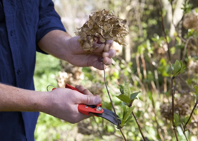 Hortensia snoeien