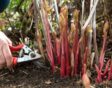 Snoei kruidachtige pioenrozen terug tot op de grond in het najaar.