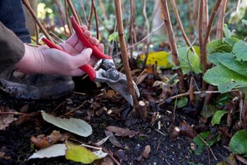 Herfstframboos snoeien