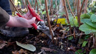 Herfstframboos snoeien