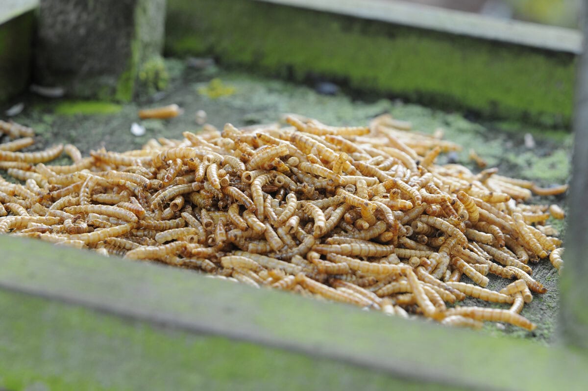 Een bak met meelwormen