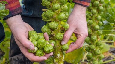 handen halen groene spruitjes van plant af.