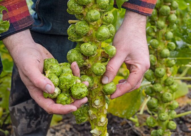 handen halen groene spruitjes van plant af.