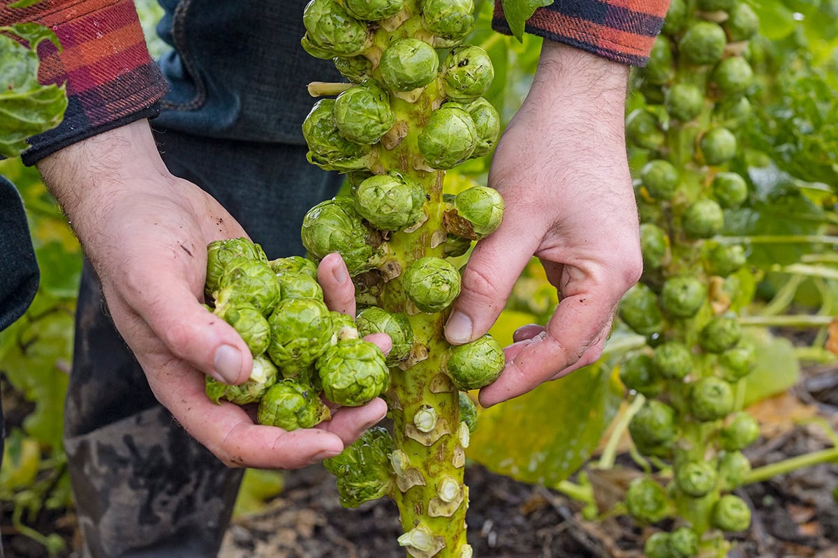 handen halen groene spruitjes van plant af.