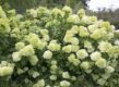Een grote pluimhortensia met vele witte, bijna limegroene bloemtrossen.