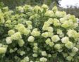 Een grote pluimhortensia met vele witte, bijna limegroene bloemtrossen.
