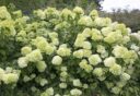 Een grote pluimhortensia met vele witte, bijna limegroene bloemtrossen.