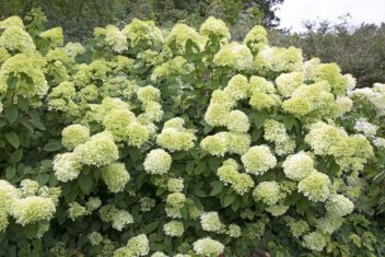 Een grote pluimhortensia met vele witte, bijna limegroene bloemtrossen.