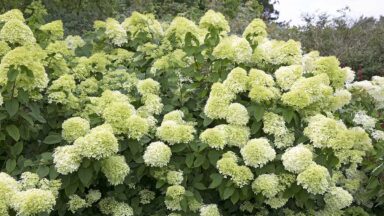 Een grote pluimhortensia met vele witte, bijna limegroene bloemtrossen.