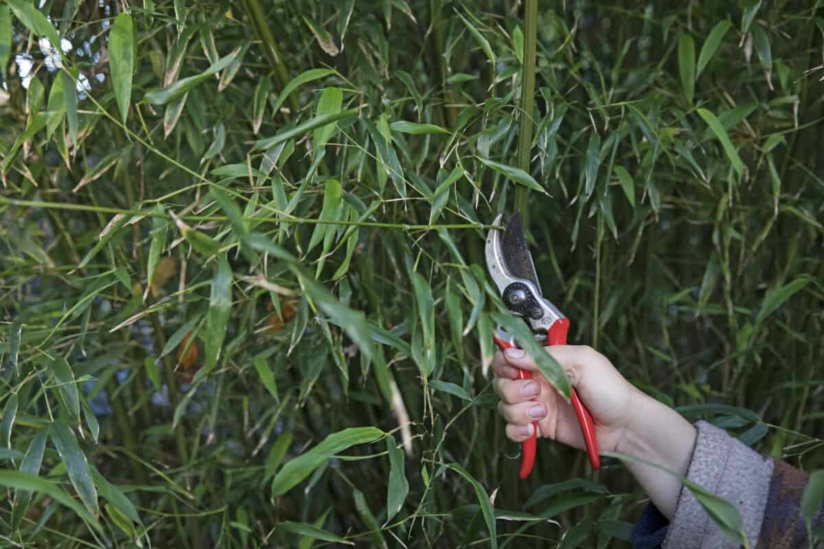 Iemand snoeit bamboe met een snoeischaar.