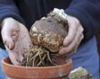 Amaryllis hippeastrum wordt in een pot gezet.